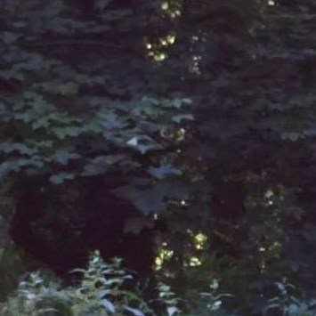 Joel Wisdom-Peters